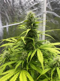 Auto White Widow genetics - картинка 7