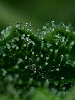 Royal Dwarf Auto - картинка 9