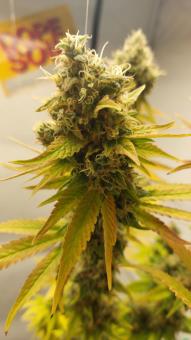 Wedding Cheesecake FF - картинка 1