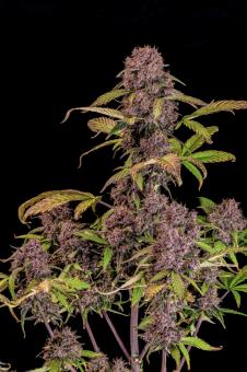 Lemon Cherry Cookies Auto - картинка 4