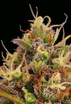 Black Rainbow Auto - картинка 4