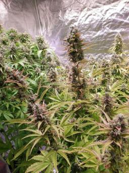 Karel's Cookies - картинка 2