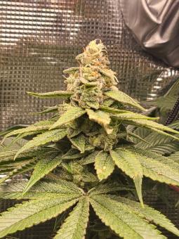 Raspberry Cough Auto - картинка 3