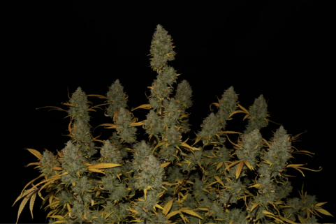 Gelato Auto - картинка 12