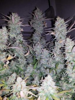 Cream Mandarine Auto - картинка 6