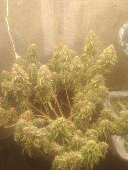 AK 74 Auto - картинка 5