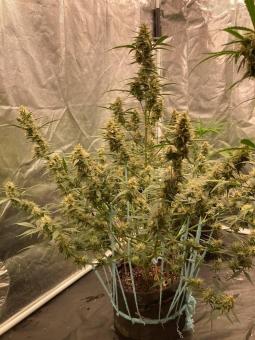 Papaya Cookies Auto - картинка 2