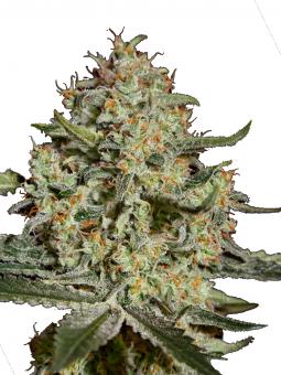 Big Bang - картинка 2