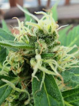 Royal Dwarf Auto - картинка 8