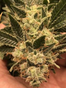 HiFi 4G - картинка 9