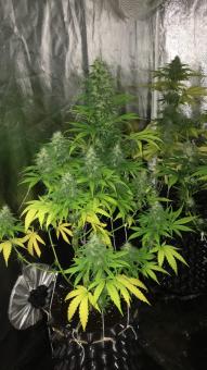 Lennon - картинка 4