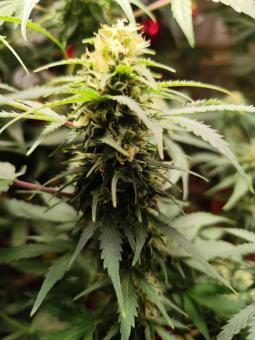 Critical Neville Haze Auto  - картинка 4