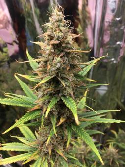 Big Bang Auto - картинка 1