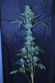 El Dorado OG - картинка 6