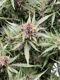 Green Crack Auto - картинка 6