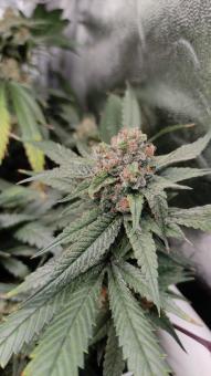 Strawberry Chemdawg OG - картинка 2