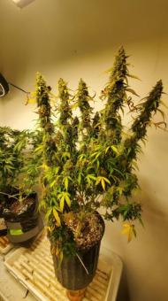 Green Poison XL Auto® - картинка 7