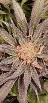 Wonder Pie - картинка 3