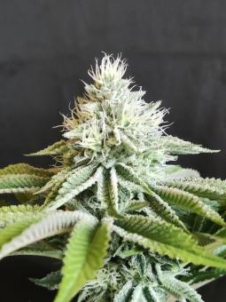 Dutch Kush - картинка 4