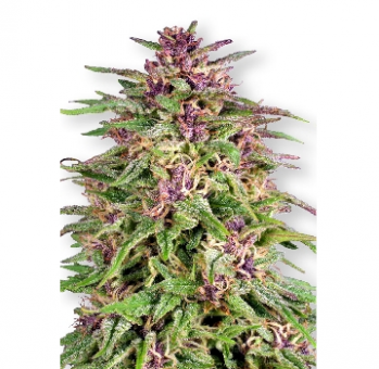 Frisian Dew - картинка 5