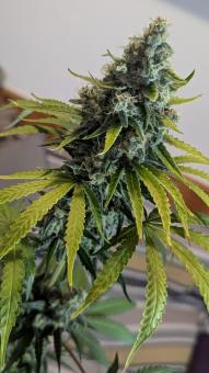 Papaya Zoap F1 Fast Version - картинка 4