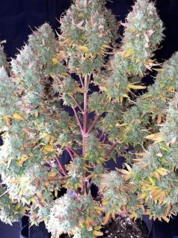 Auto Anesthesia - картинка 6