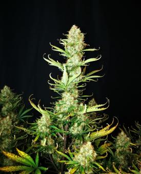 Tropical Zmoothie Auto - картинка 1