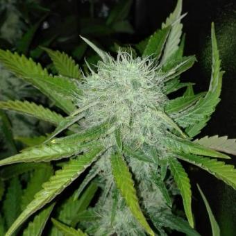 Cookies Kush - картинка 3