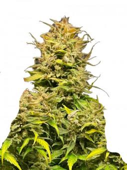 GMO Auto - картинка 1