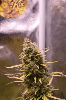 Amnesia Zkittlez Auto - картинка 5