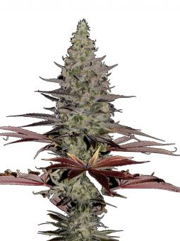 Somango XXL auto - картинка 3