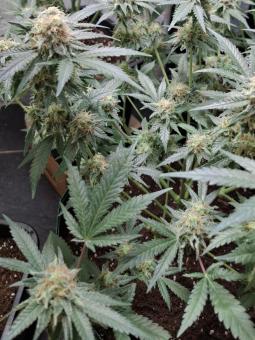 Mendocino Purple Kush - картинка 3