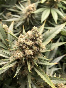 Galaxy - картинка 3