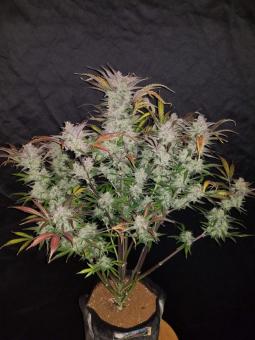 Cream Cookies Auto - картинка 9