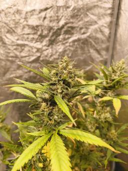 Auto Strawberry Banana genetics - картинка 5