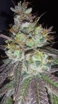 Super Lemon Haze x GMO - картинка 2