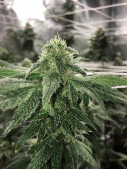 Honeybells CBD - картинка 1