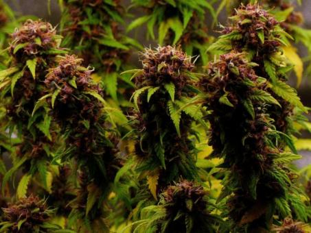 Pineapple Poison - картинка 5