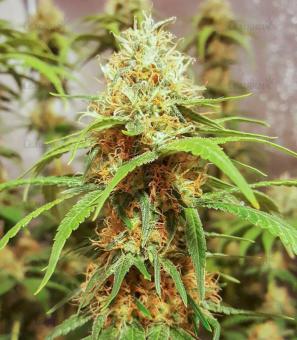 Master Kush Auto - картинка 6