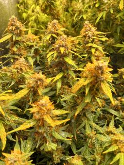 Big Bang - картинка 4