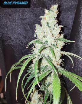 Blue Pyramid - картинка 2