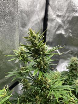 Cream Cookies Auto - картинка 5