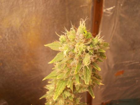 Og Double Kush - картинка 1