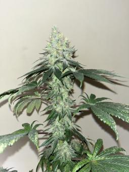 Tropical Zmoothie - картинка 4