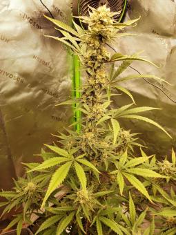 Total Cheese Auto (aka Super Cheese Auto) - картинка 4