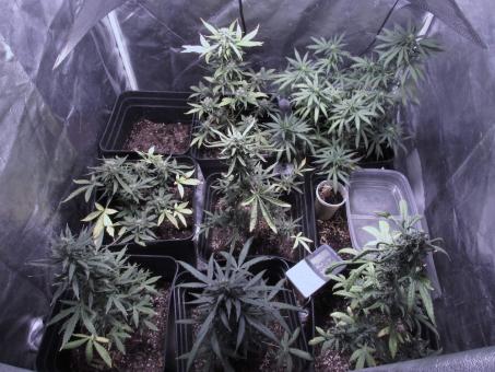 AK 74 - картинка 1