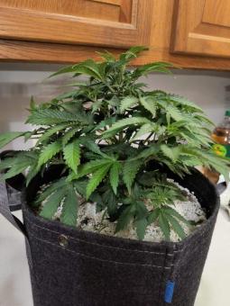 Orange Sherbet FF - картинка 4