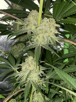 Negra44 - картинка 4