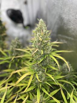 Auto Lemon Kix - картинка 4