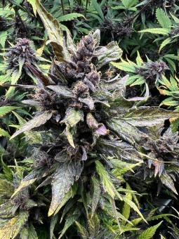 Mix Pack Auto - картинка 1